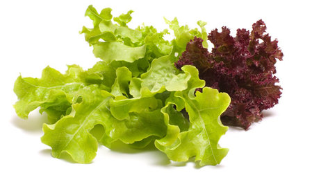 Разновидности салатов фото
